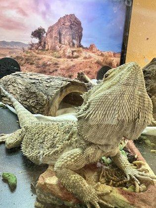 Animal & Exotic Medical Center