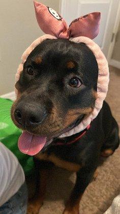 Animal Emergency Services of Pasco