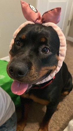 Animal Emergency Services of Pasco