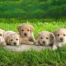 All About Animals Inc