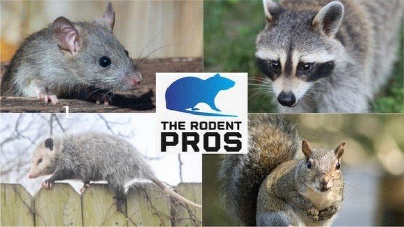 The Rodent Pros