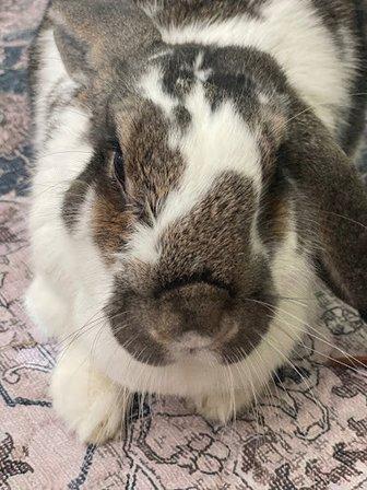The Bunny Bungalow