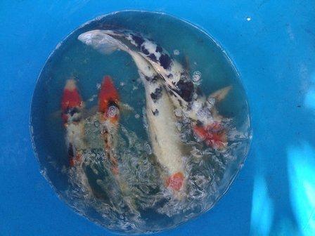Bonsai Koi Ponds