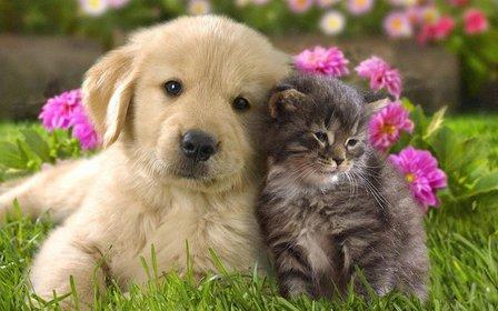All About Animals Inc