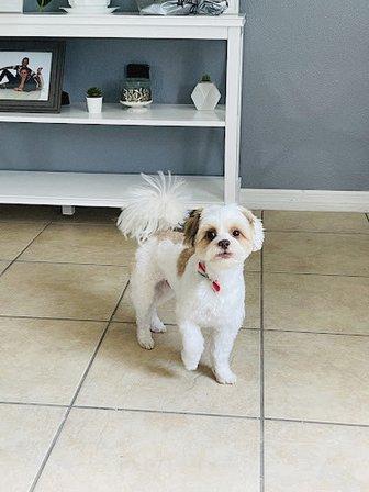 Ained Dog Groomer
