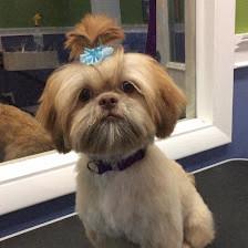 The Muddy Paw Dog Grooming & Bathing