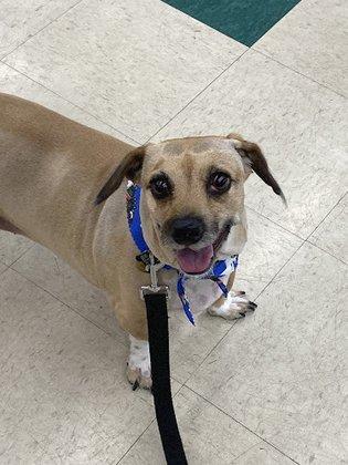 Pet Supplies Plus Pinellas Park