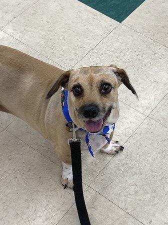 Pet Supplies Plus Pinellas Park