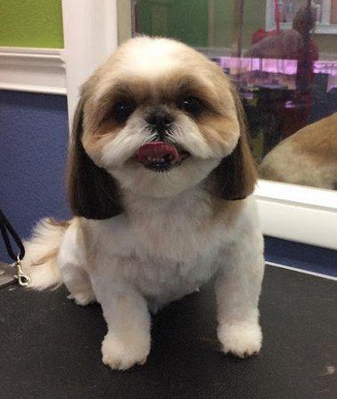 The Muddy Paw Dog Grooming & Bathing