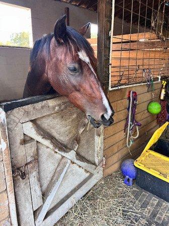 Side-Pass Stables LLC