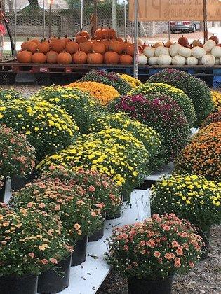 Tampa Wholesale Poinsettias, Inc.