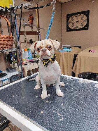 D's Pet Grooming