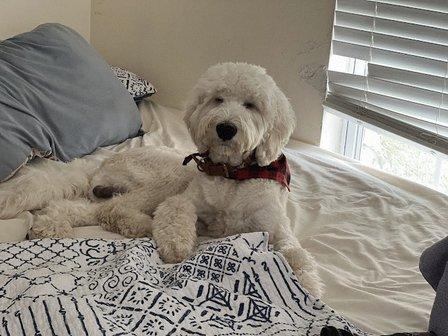Hot Dog Grooming & Spa