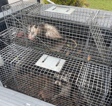 Native Wildlife Solutions