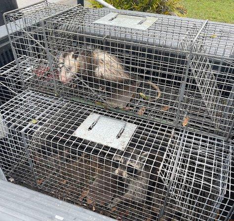 Native Wildlife Solutions
