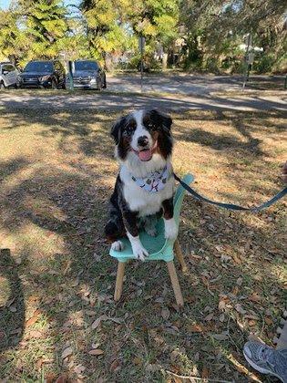 Dog Training Elite Suncoast Facility