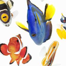 A Tropical Reef