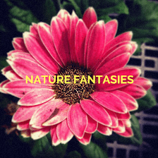 Nature Fantasies Art and Photography