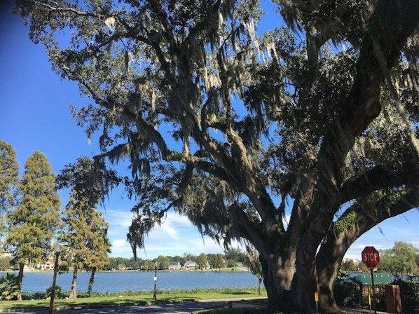 Lover's Oak