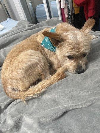 Scruff to Buff Dog Grooming