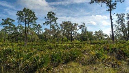 Land Assessment Services, Inc.