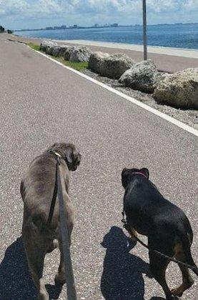 Watch Me Walk - Dog Walking and Pet Sitting