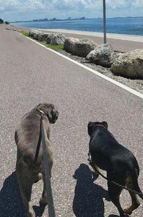 Watch Me Walk - Dog Walking and Pet Sitting