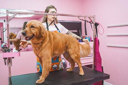SPAAWS Pet Spa & Mobile Grooming