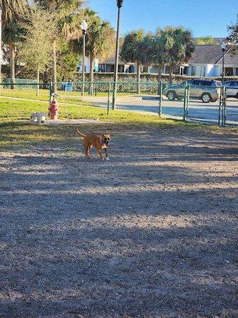 Indian Rocks Beach Dog Park