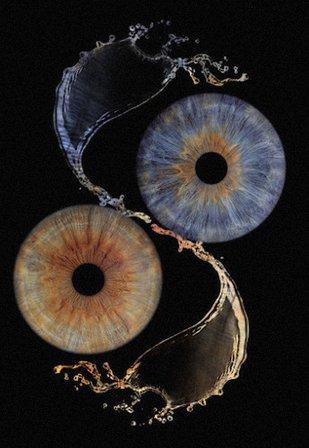 Iris Photo Gallery