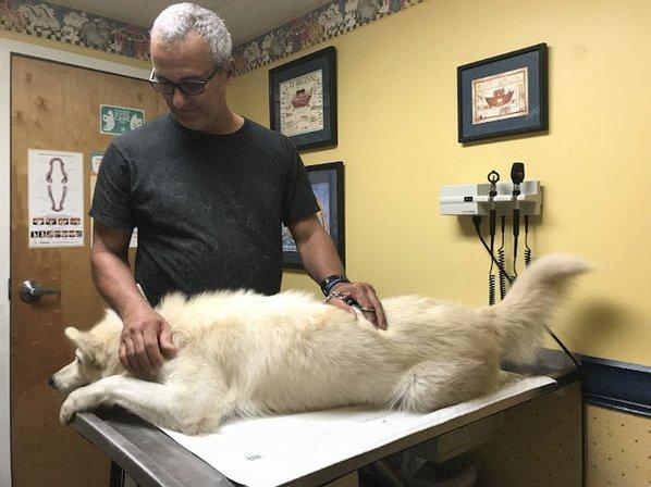 Animal Clinic Of Brandon