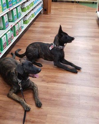 Good Behavior Dog Training