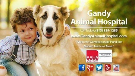 Gandy Animal Hospital