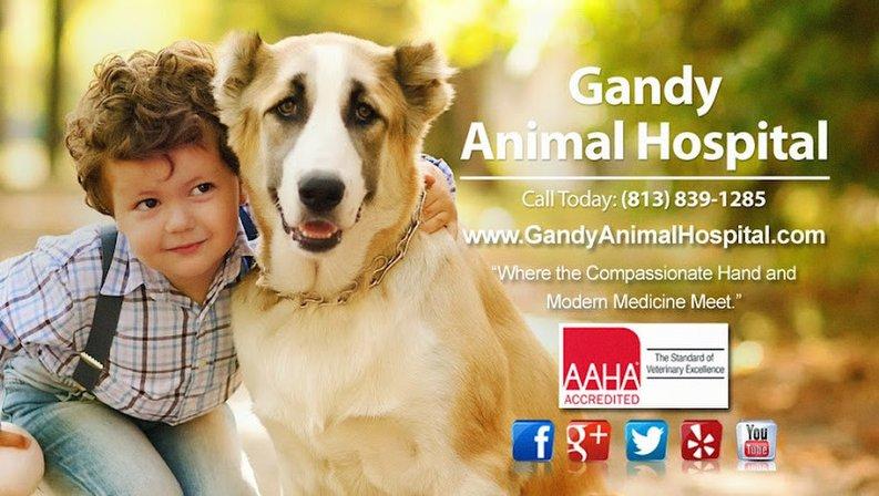 Gandy Animal Hospital