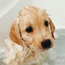 Southshore Pet Grooming