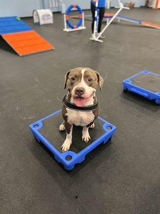 Zoom Room Dog Training