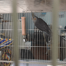 J&M Petshop