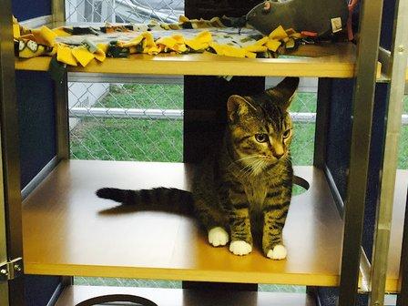 Sweeties Cat House