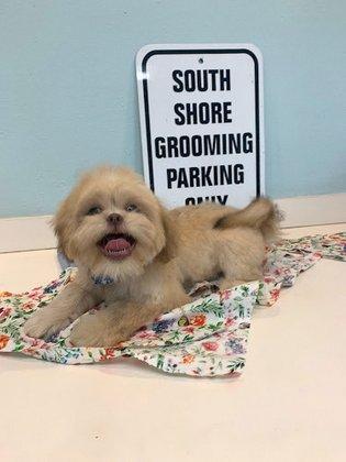 Southshore Pet Grooming