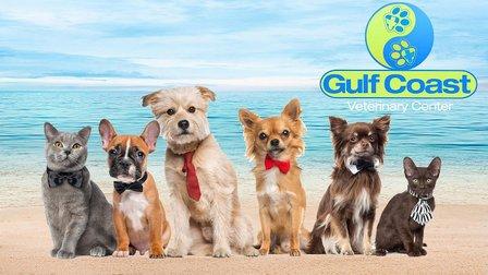 Gulf Coast Veterinary Center of Tampa