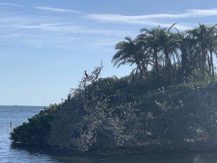 Bird Island Observation