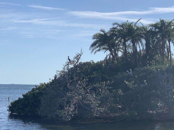 Bird Island Observation