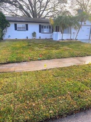Abundant Lawn