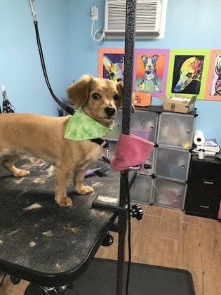 The Fur Pawlor LLC