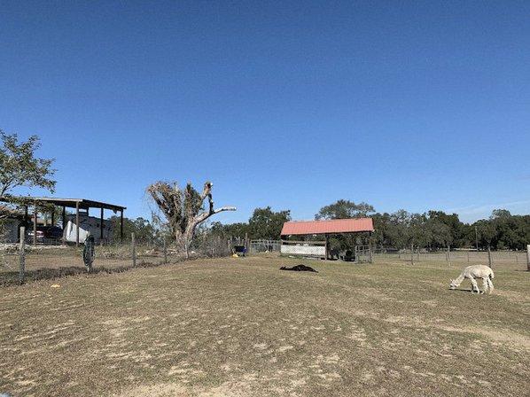 Golden Spirit Alpaca Ranch