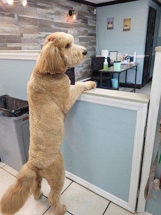 Perky Pups Grooming Studio