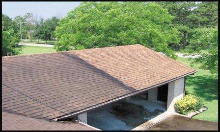 Tampa Palms Roof Cleaning