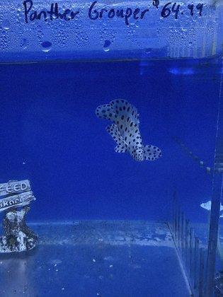 R Aquatics