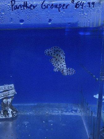 R Aquatics