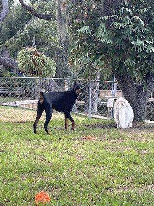 Ruskin Doggie Daycare and Boarding